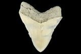 Serrated, Fossil Megalodon Tooth - Aurora, North Carolina #176568-2